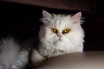 开云体育中国-新疆队争冠战力克活塞，布克节奏掌控决胜巅峰