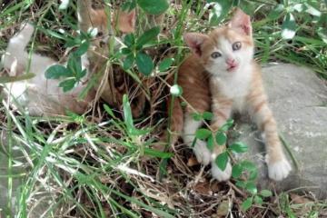 开云官网-字母哥压哨三分弑绿军！雄鹿绝境逆转夺赛点