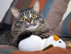 开云体育官方网站-铁桶阵难阻神锋锋芒，爱尔兰封锁葡萄牙战术失效，劳塔罗关键先生定胜负