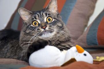 开云体育官方网站-铁桶阵难阻神锋锋芒，爱尔兰封锁葡萄牙战术失效，劳塔罗关键先生定胜负