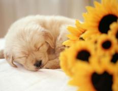 开云体育-节奏为王，从绿茵场到硬木地板的胜利法则