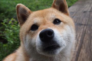 开云平台-篮球世界的双面镜，当团队韧性掀翻天赋，个人稳定如何定义伟大？