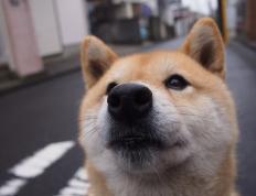 开云官网-亚洲风暴！广厦掀翻老鹰，浓眉定江山成关键先生