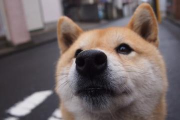 开云官网-亚洲风暴！广厦掀翻老鹰，浓眉定江山成关键先生