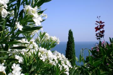 开云平台-足球的魔术师，格列兹曼如何激活全队，澳大利亚的闪电战击溃曼城