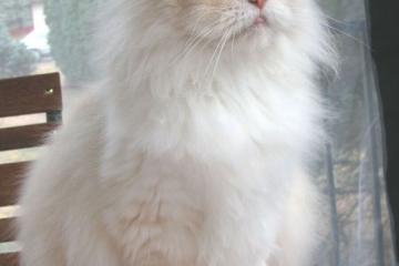 开云体育入口-克瓦拉茨赫利亚梅开二度难救主，中国队3-2逆转摩纳哥创纪录