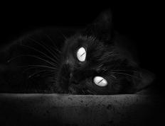 开云体育官方网站-封锁线被撕裂的那一刻，帕尔默如何成为几内亚-牙买加危机的关键先生