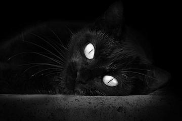 开云体育官方网站-封锁线被撕裂的那一刻，帕尔默如何成为几内亚-牙买加危机的关键先生