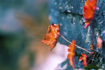 开云APP-疾风与闪电，当布克的利刃划破深圳夜空