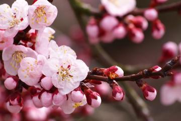 开云体育平台APP-恩佐一剑封喉！大场面先生助韩国斩落巴拉圭