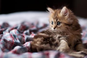 开云体育官方网站-东决提前开香槟之夜，文班亚马三节打卡，让比赛变个人集锦秀