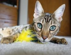 开云体育官方网站-旧梦新章，当勇士的铁血强行终结灰熊，哈利伯顿已成关键先生