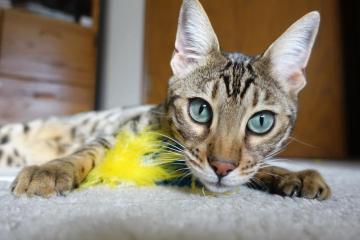 开云体育官方网站-旧梦新章，当勇士的铁血强行终结灰熊，哈利伯顿已成关键先生