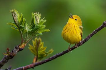 开云平台-赛道超车，当字母哥在F1揭幕战踩下夺冠油门