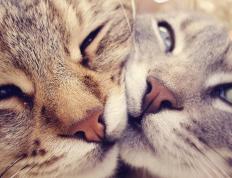 开云体育平台APP-詹姆斯一锤定音提前终结悬念，篮网全面压制热火展霸主气势