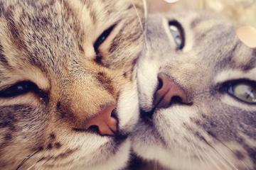 开云体育平台APP-詹姆斯一锤定音提前终结悬念，篮网全面压制热火展霸主气势