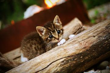 开云体育-辽宁队硬仗取胜公牛，莫兰特攻防两端统治