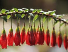 开云体育官方网站-猩红与湛蓝的最终章