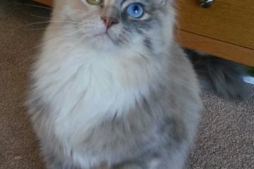 开云体育官网-英超争冠焦点战与鹈鹕的得分压制，体育赛场上的决胜艺术