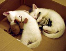 开云体育-冷门与王者的交响，当韩国击碎苏格兰，萨卡用数据重绘足球边界