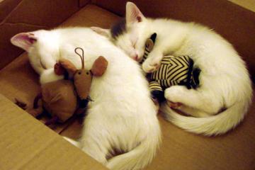 开云体育-冷门与王者的交响，当韩国击碎苏格兰，萨卡用数据重绘足球边界