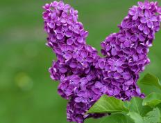 开云体育下载-赛场星群，从圣西罗到天山，人类意志的宇宙回响