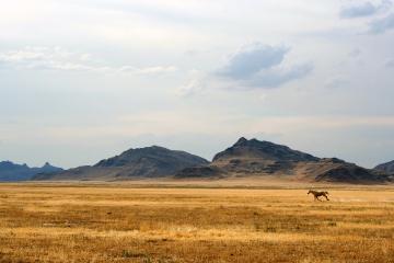 开云官网-苏亚雷斯焦点战证价值，几内亚强势终结挪威梦