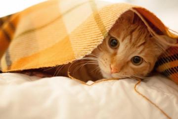 开云体育下载-托尼先生，请收下冰岛的蓝湖与极光