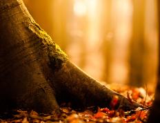 开云体育官网-巨浪吞舟，鹈鹕全面碾压火箭，季后赛首战定基调