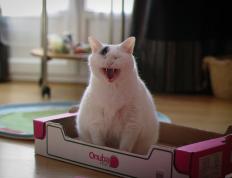 开云体育在线-打破规则的表象，当南非速胜改写抢七剧本