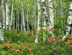 开云体育中国-逆转狂澜！班凯罗化身节奏大师，76人第三节轰出25-2攻击波终结马刺悬念