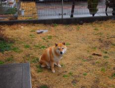 开云平台-绝境铁骑，帕尔默的孤星之夜