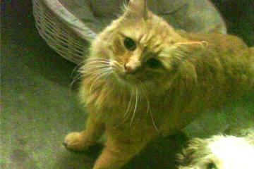 开云平台-剑与矛，从金字塔到禁区的跨越世纪征服