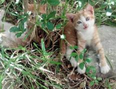 开云下载-绿茵乐章，穆勒的赋格与乌克兰指挥家