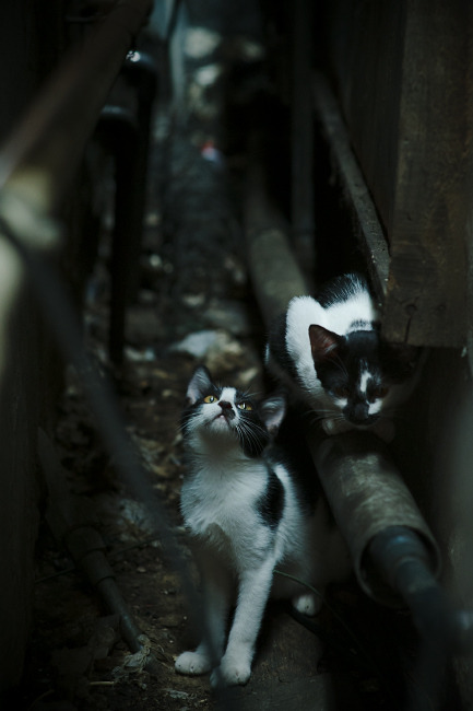 开云APP-跨越山海的对决，虚构之战中山西队如何爆冷凯尔特人