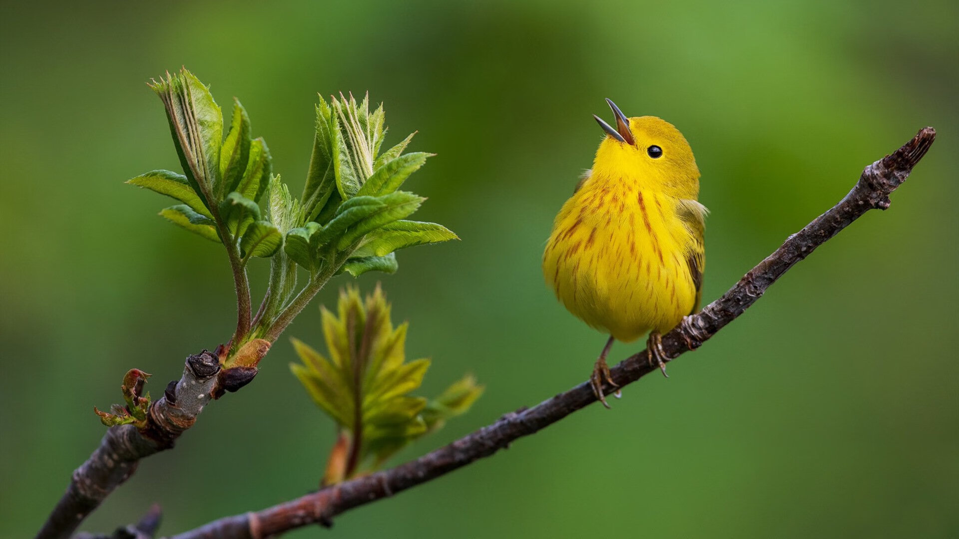 开云体育入口-狂飙之王！哈登登峰造极轰垮奇才，骑士昂首挺进下一轮