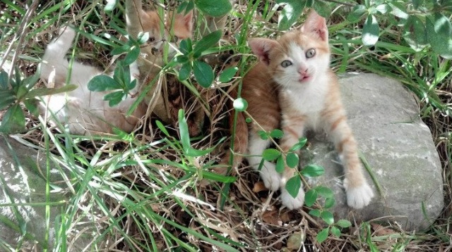 开云下载-绿茵乐章,穆勒的赋格与乌克兰指挥家