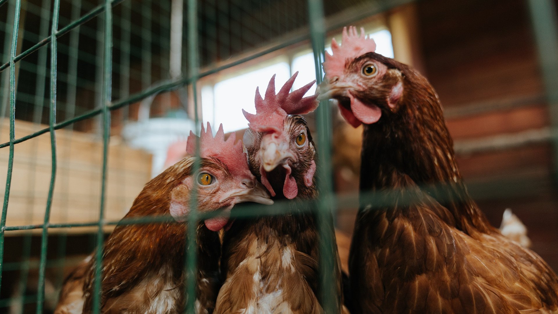 开云体育APP下载-切尔西友谊赛狂胜巴拉圭，格纳布里状态火热引爆全场