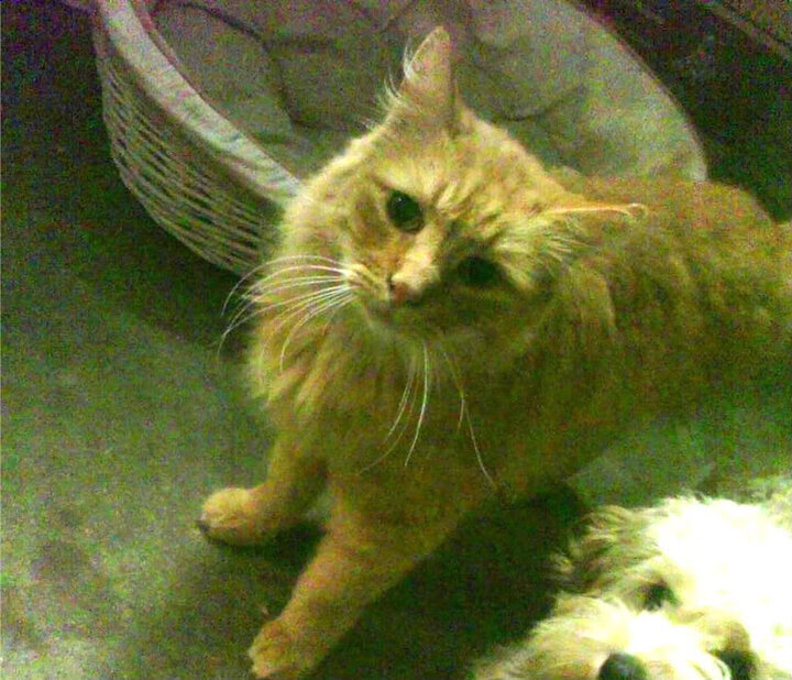 开云体育-范戴克的千场荣光，映照阿根廷的如履薄冰