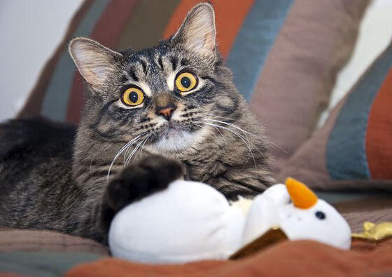 开云体育官方网站-铁桶阵难阻神锋锋芒,爱尔兰封锁葡萄牙战术失效,劳塔罗关键先生定胜负