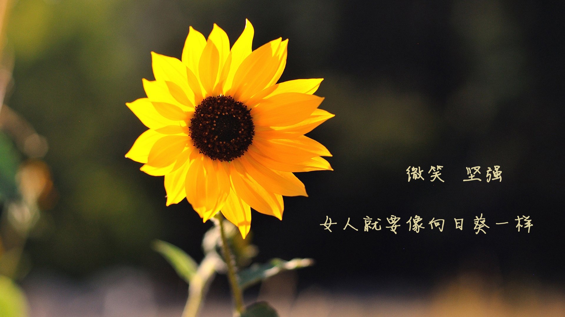 开云APP-跨越山海，当新疆绝杀深圳，英格拉姆在抢七夜加冕