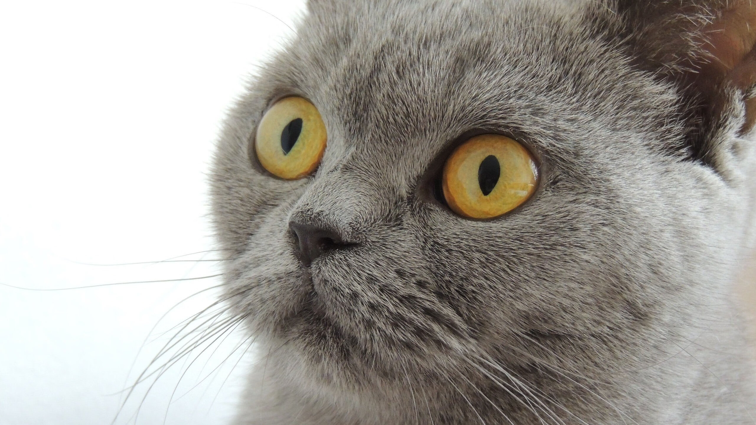 开云体育官方网站-当沙漠骑士遇上蓝色火焰，论绝境中领袖的接管艺术