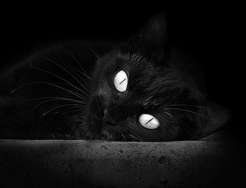 开云体育官方网站-封锁线被撕裂的那一刻，帕尔默如何成为几内亚-牙买加危机的关键先生