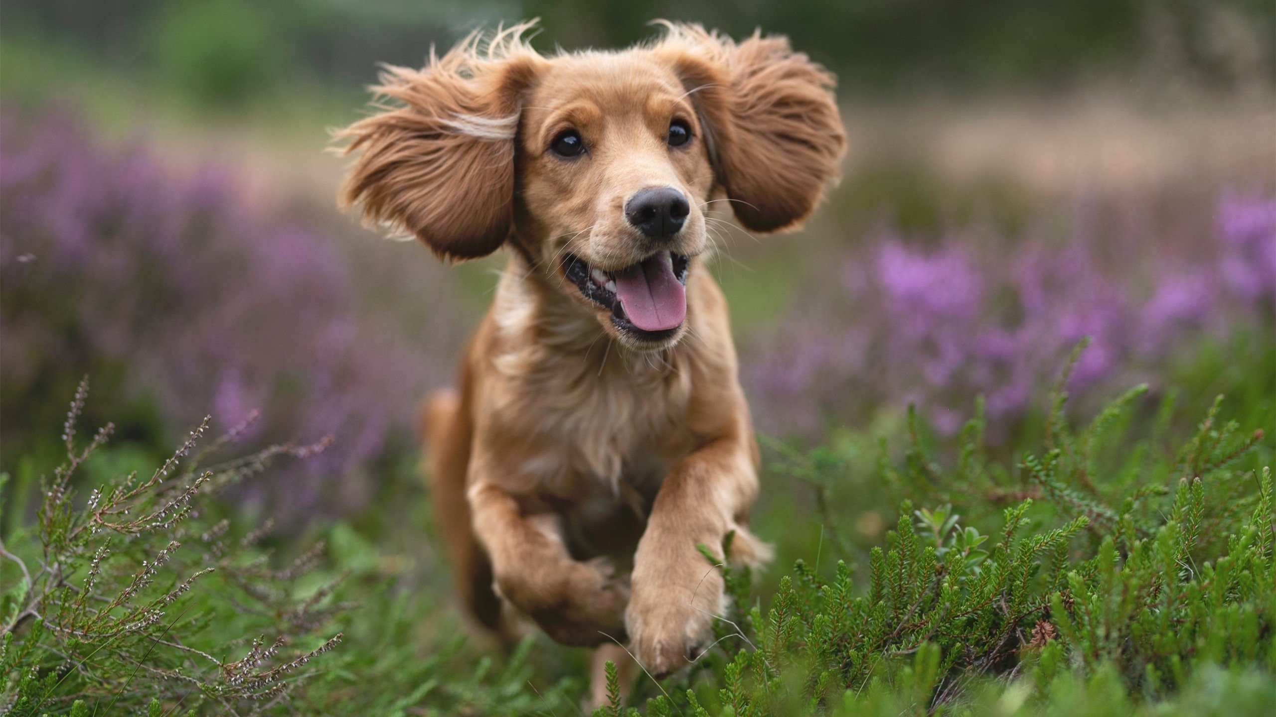 开云体育在线-豪门盛宴与三分雨,当欧冠决战碰撞篮网狂胜之夜