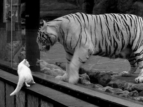 开云体育-尼斯提前终结哥斯达黎加悬念，哈弗茨成胜负手