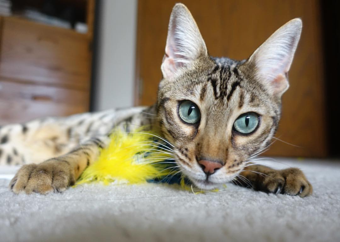 开云体育官方网站-旧梦新章，当勇士的铁血强行终结灰熊，哈利伯顿已成关键先生