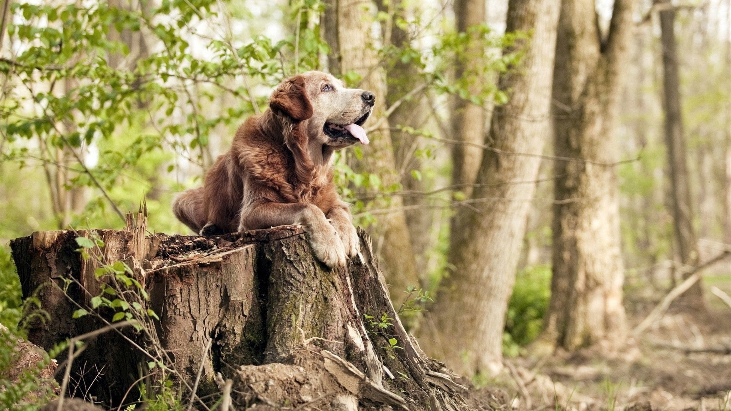 开云体育-抢七之夜加维封神!赛后评分拉满引爆足坛