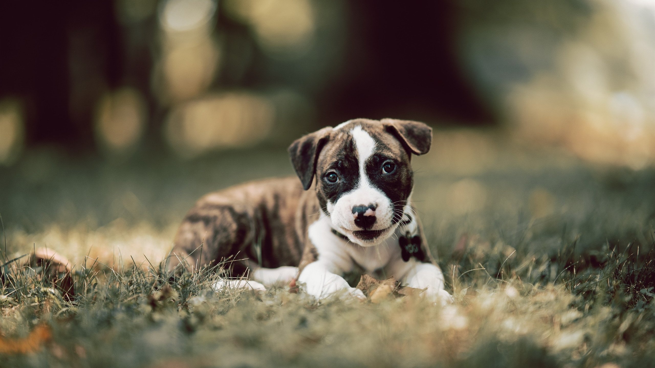 开云体育下载-钢铁洪流湮灭大鲨鱼，火箭队用三节比赛冲垮上海