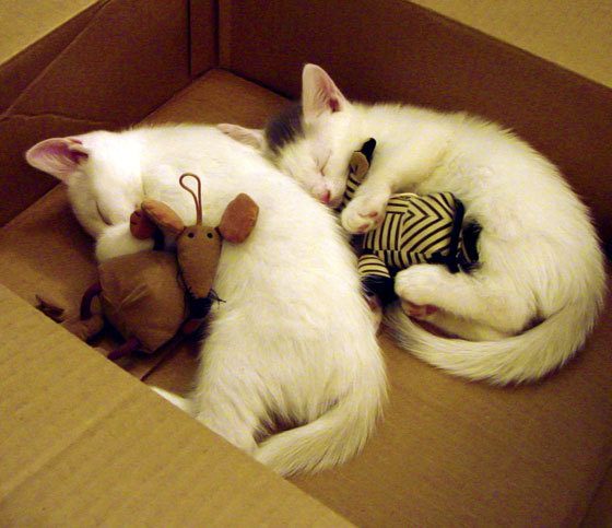 开云体育-冷门与王者的交响，当韩国击碎苏格兰，萨卡用数据重绘足球边界