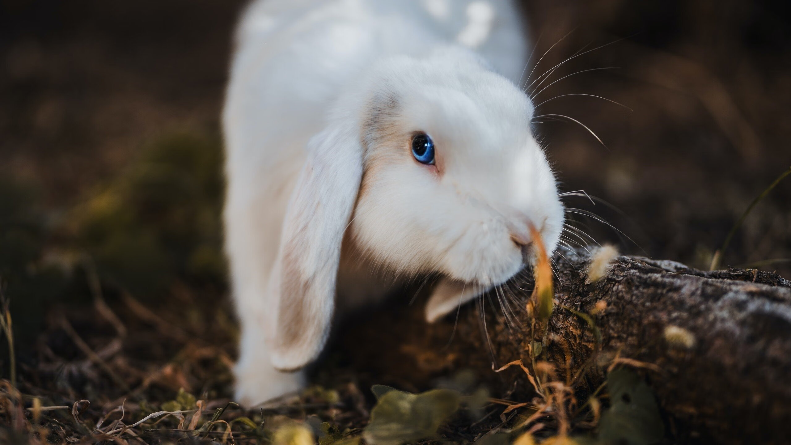 开云平台-国王队强势终结吉林队，福克斯在美加墨世界杯接管比赛，篮球巨星的跨域辉煌